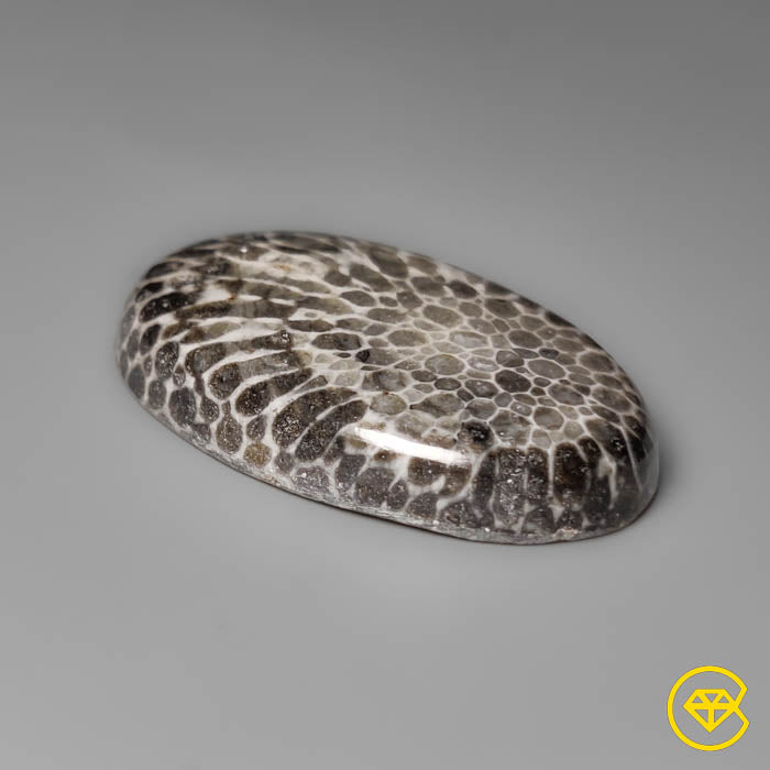 Fossil Coral