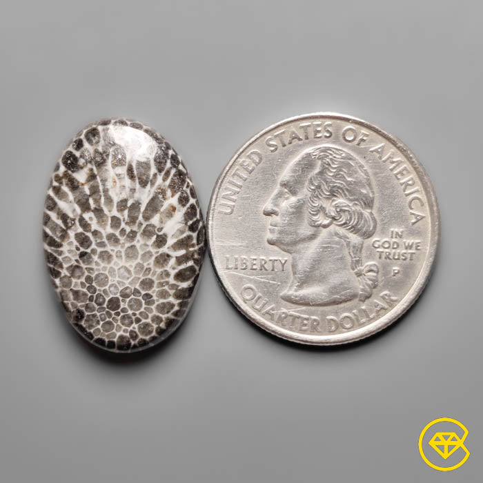 Fossil Coral
