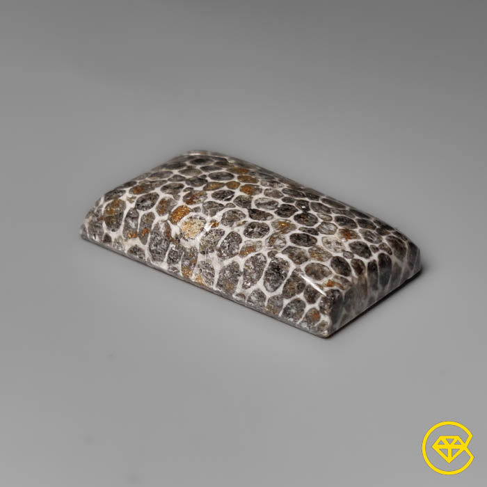 Fossil Coral
