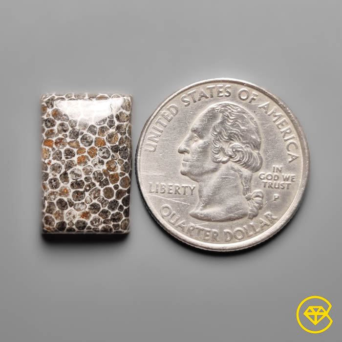 Fossil Coral