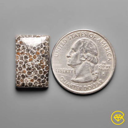 Fossil Coral