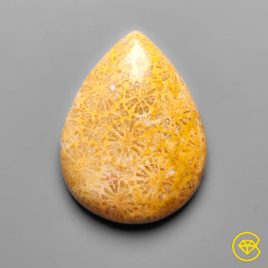 16 carat Fossil Coral Cabochan Natural 24X18X5 mm From Indonesia