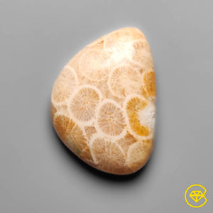 14 carat Fossil Coral Cabochan Natural 20X15X5 mm From Indonesia