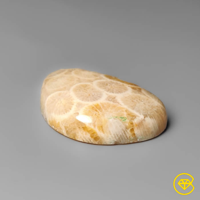 Fossil Coral