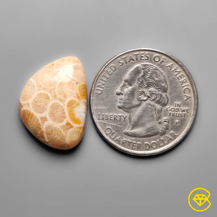 Fossil Coral