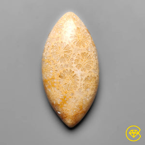 17 carat Fossil Coral Cabochan Natural 30X15X5 mm From Indonesia