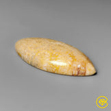 Fossil Coral