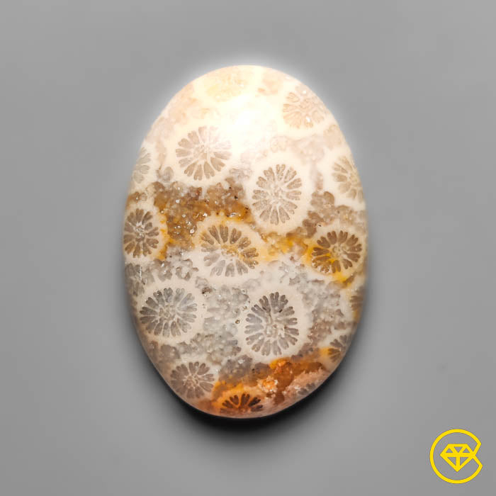 Fossil Coral