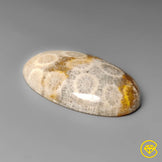 Fossil Coral