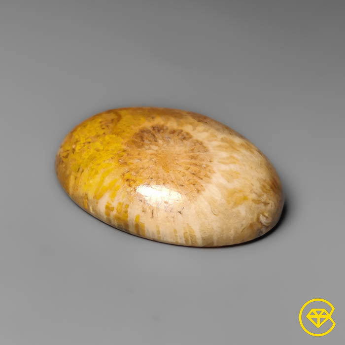 Fossil Coral