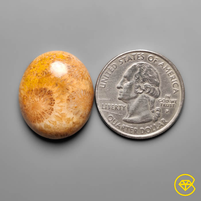 Fossil Coral