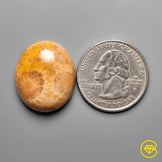 Fossil Coral