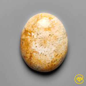 14 carat Fossil Coral Cabochan Natural 21X17X5 mm From Indonesia