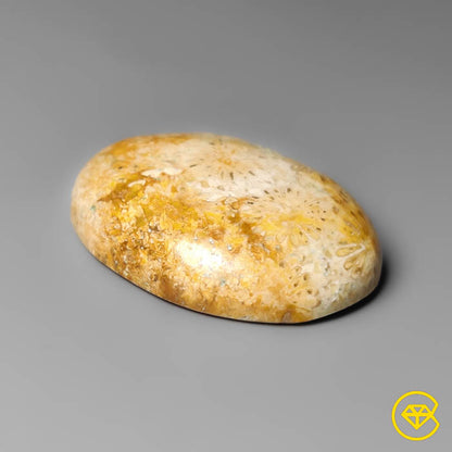 Fossil Coral
