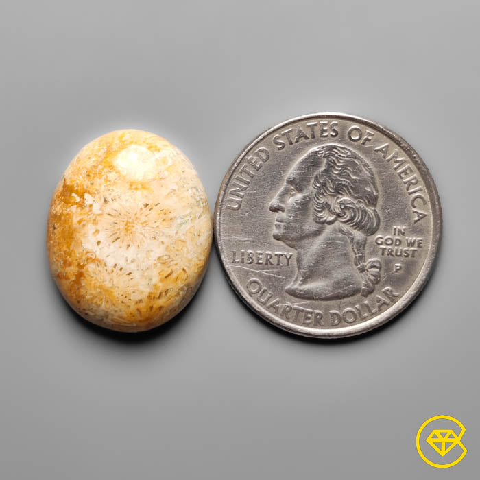 Fossil Coral