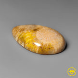 Fossil Coral