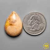 Fossil Coral