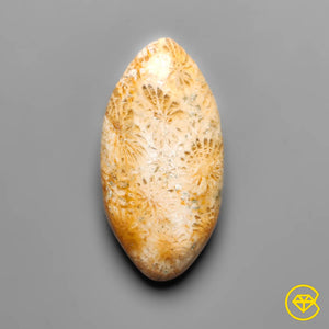 15 carat Fossil Coral Cabochan Natural 28X14X5 mm From Indonesia