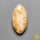 Fossil Coral