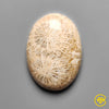 Fossil Coral