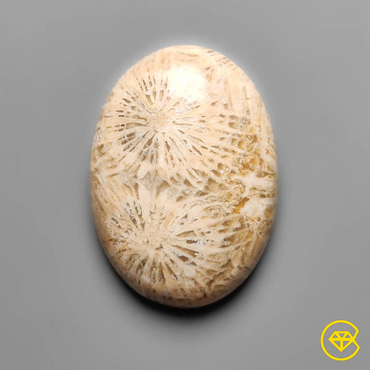 Fossil Coral