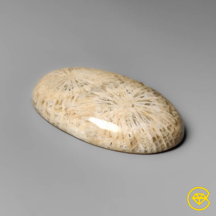 Fossil Coral