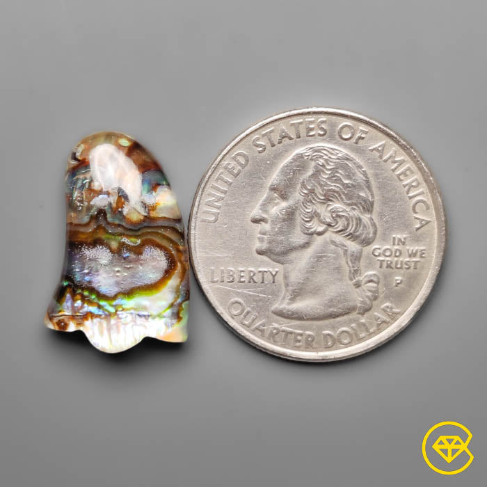 Abalone Shell,Quartz