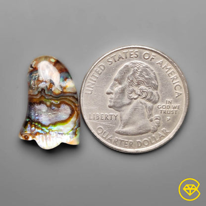 Abalone Shell,Quartz