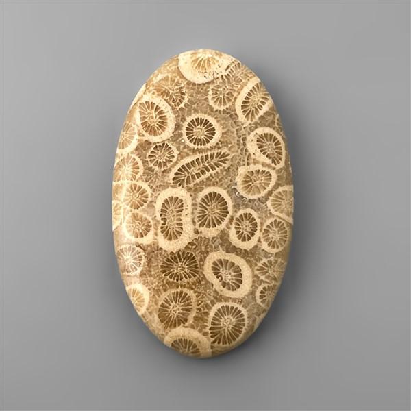 Coral|Fossil Coral