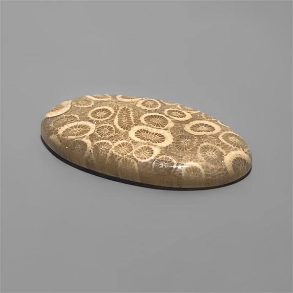 Coral|Fossil Coral