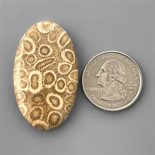 Coral|Fossil Coral