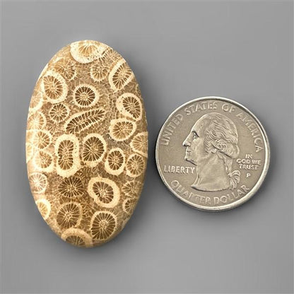 Coral|Fossil Coral