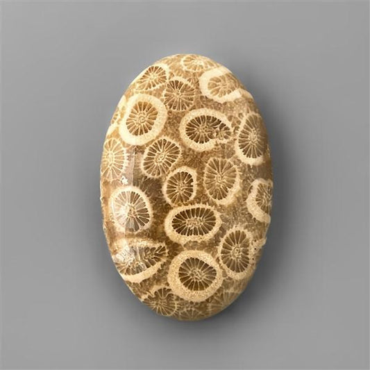 Coral|Fossil Coral