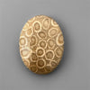 Coral|Fossil Coral