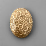 Coral|Fossil Coral
