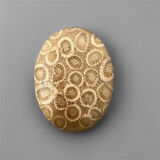Coral|Fossil Coral