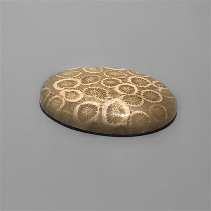 Coral|Fossil Coral