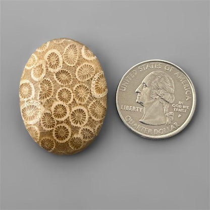 Coral|Fossil Coral