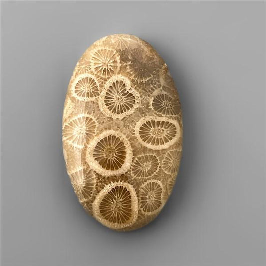Coral|Fossil Coral