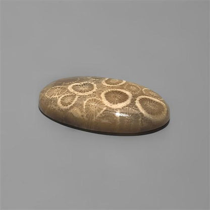 Coral|Fossil Coral