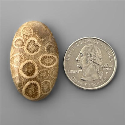 Coral|Fossil Coral