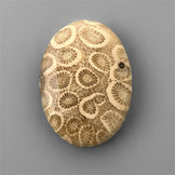 Coral|Fossil Coral