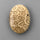 Coral|Fossil Coral