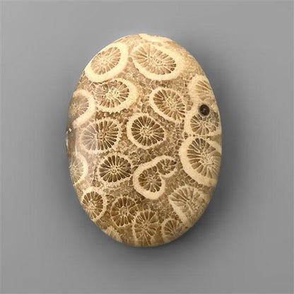 Coral|Fossil Coral