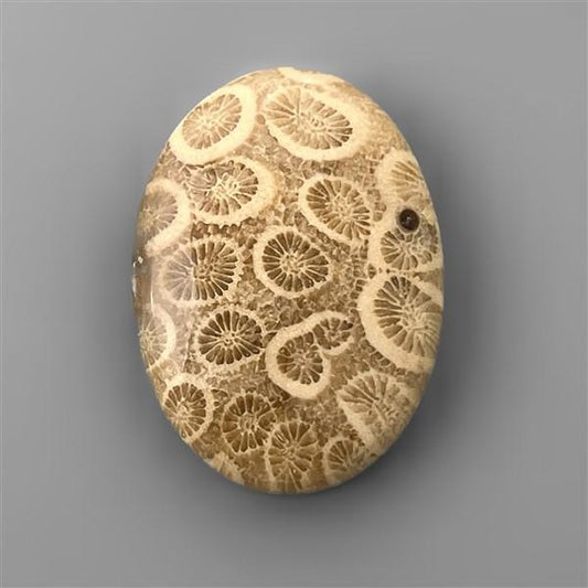 Coral|Fossil Coral