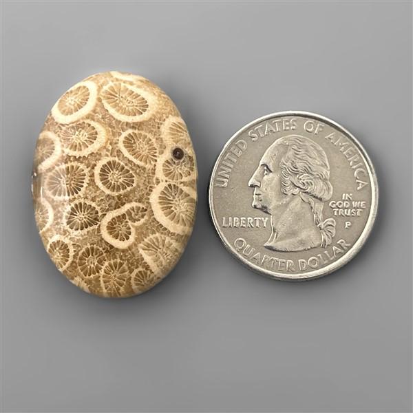 Coral|Fossil Coral