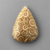 Coral|Fossil Coral
