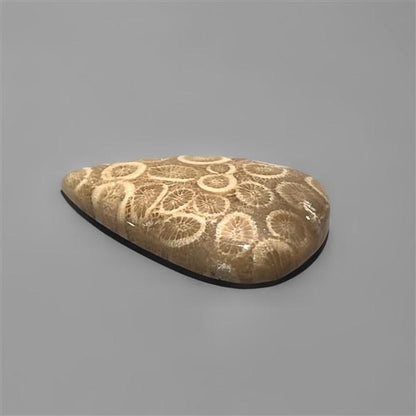 Coral|Fossil Coral