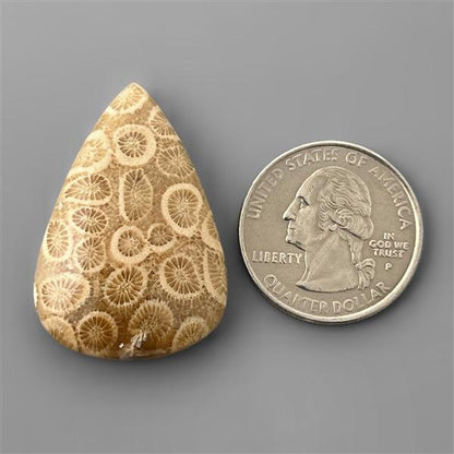 Coral|Fossil Coral