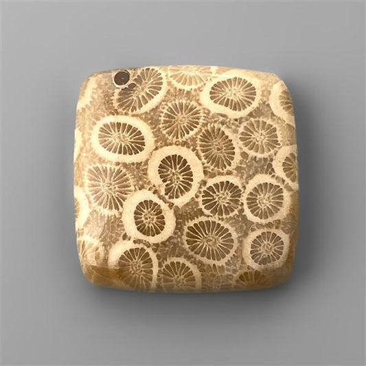 Coral|Fossil Coral